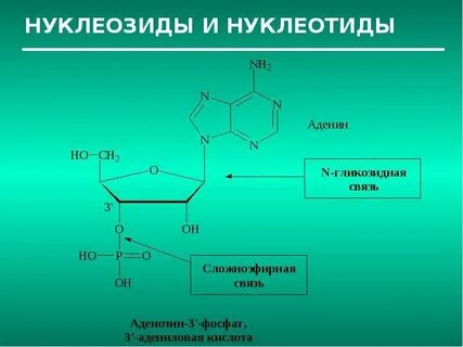 Сколько нуклеотидов с аденином