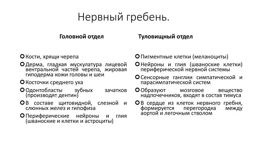 Производные нервного гребня. Что образуется из нервного гребня. Нервный гребень. Производные клеток нервного гребня. Формирующийся гребень