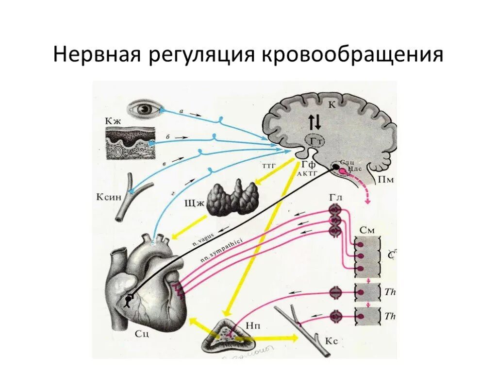 Схема нервной регуляции. Нервный механизм регуляции кровообращения. нервно-гуморальная регуляция функций органов кровообращения. схема нервной регуляции сосудистого тонуса. схема регуляции системы кровообращения.