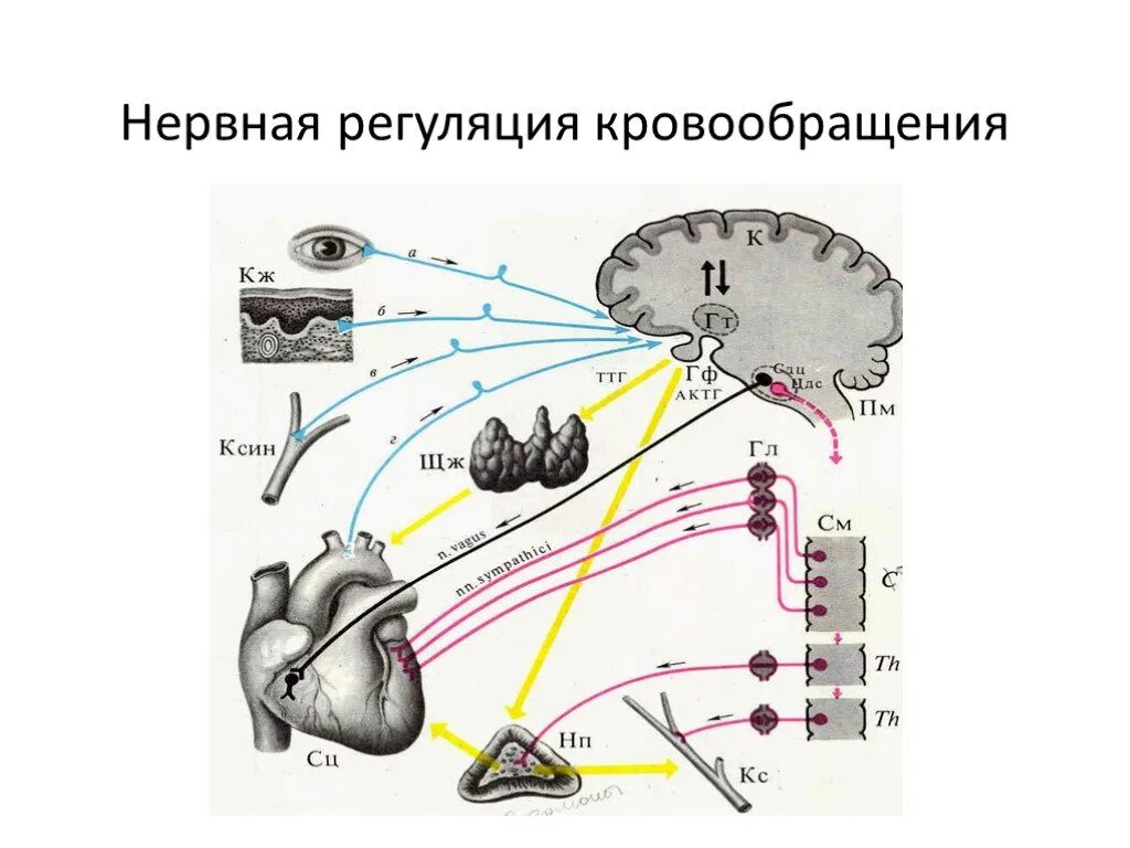 Нервно гуморальная регуляция системы кровообращения. Нервно гуморальная регуляция функций органов кровообращения. Гуморальная регуляция кровообращения схема. Нервный механизм регуляции физиология. Регулировать кровообращения