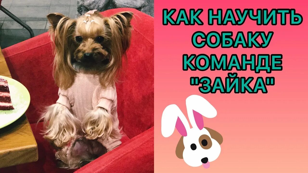 Дрессировка. Как научить команде зайка. Команда зайка для собак. Как научить команде зайка. Собака служит.