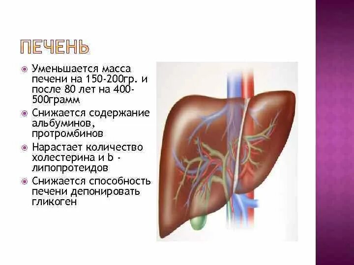 Размеры и масса печени взрослого человека..