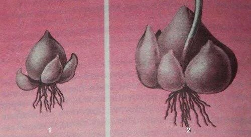 Размножение тюльпана луковицами бесполое. Луковицы тюльпанов размножаются. Жизненный цикл луковицы тюльпана. Способы вегетативного размножения луковицами. Способ размножения тюльпана.