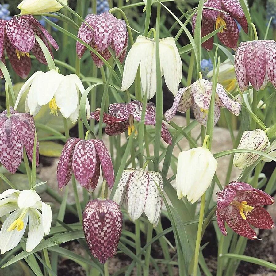 Рябчик шахматный посадка. Рябчик шахматный fritillaria meleagris. meleagris mix фритиллярия. рябчик мелеагрис микс. рябчик шахматный мелеагрис микс.