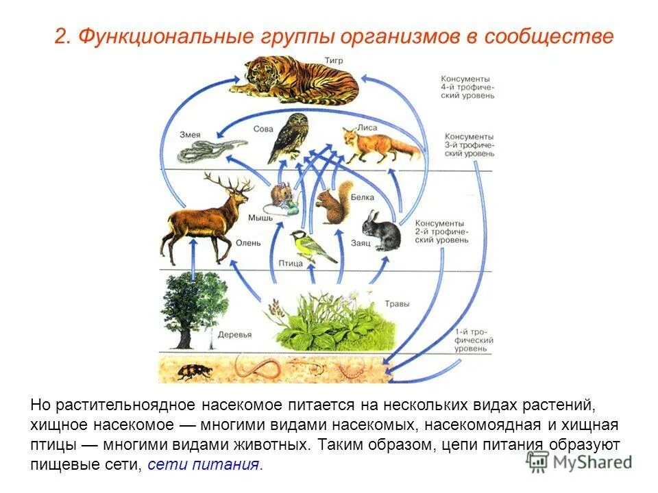 Роль продуцентов в природном сообществе. Схема пищевой сети Лесной экосистемы (по и.а. Шигареву, 1995). Трофическая цепь, пищевая цепь, цепь питания есть:. Пищевая трофическая структура биоценоза. Трофические связи сети питания.