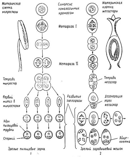 Проникновение спермиев в зародышевый мешок перенос пыльцы. Оплодотворение пыльцевого зерна схема. Строение зародышевого мешка цветковых растений. Зародышевый мешок покрытосеменных растений. Зародышевый мешок у покрытосеменных цикл.