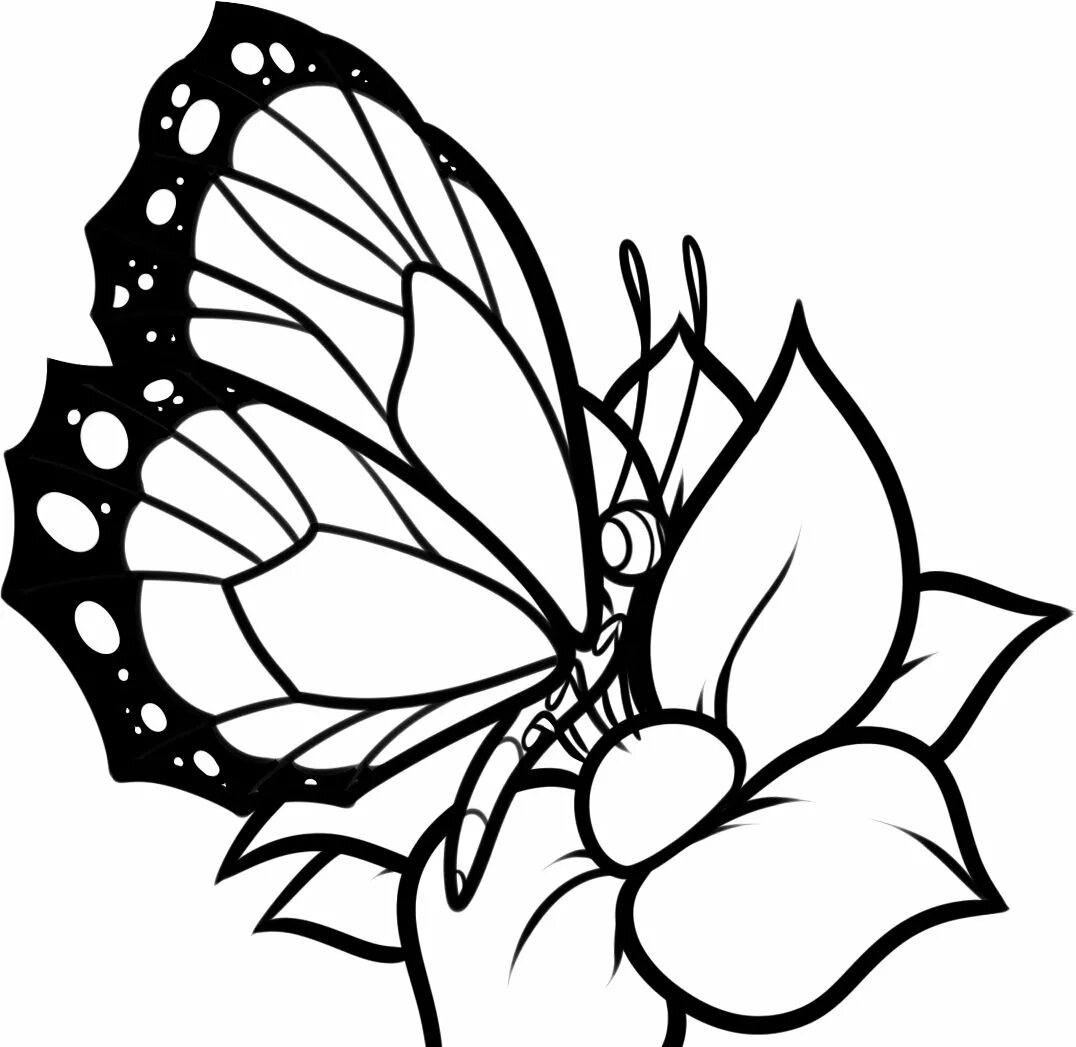 Красивый рисунок на а4. Цветы и бабочки. Раскраска. Раскраска "бабочки". Раскраска бабочки на цветах. Бабочка на цветочке раскраска.