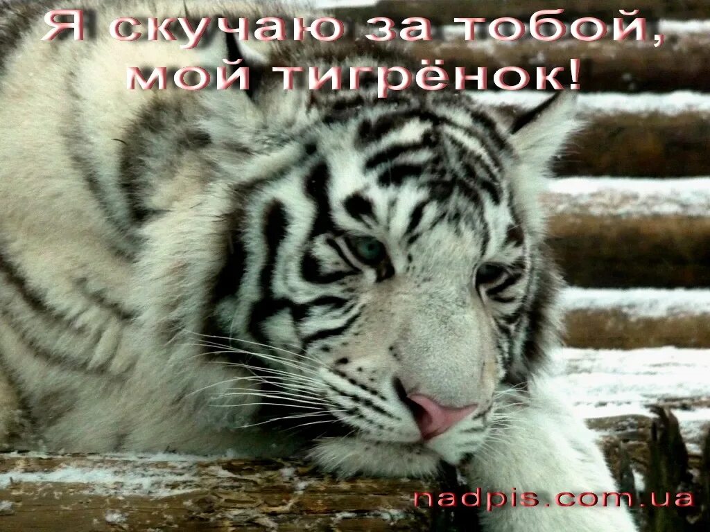 Тигренок утром. Открытки с добрым утром с тигром. доброе утро тигренок. мой тигренок. тигренок скучает.