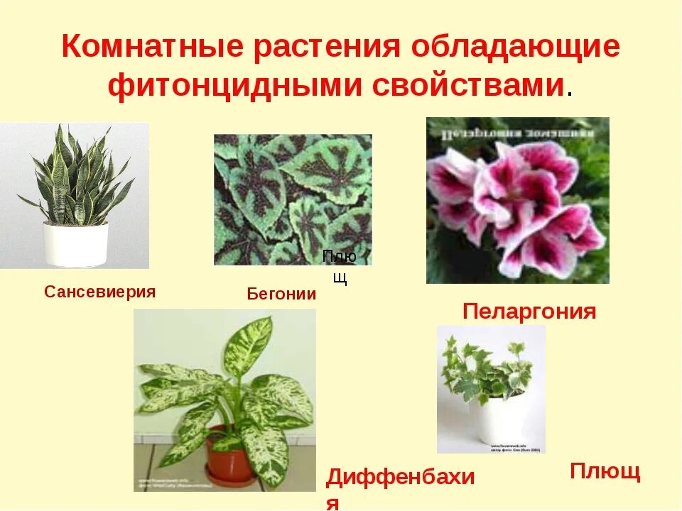 Лекарственные растения. Жизненные формы растительности. Растения обладающие жизненной активностью. Цветковые травы названия. Растения обладающие.