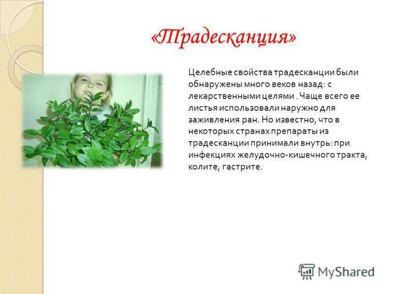 Экспериментатор взял одно растение традесканции. Экспериментатор взял одно растение традесканции
