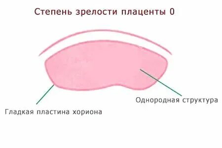Степень зрелости плаценты по неделям таблица норма 60 фото - wForm.ru