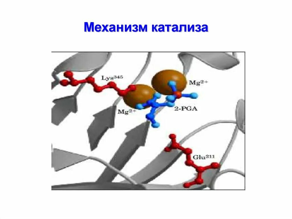 Механизм катализа. Механизм протекания катализа.. Механизм действия катализатора. Основный катализ механизм. Механизм гомогенного катализа.