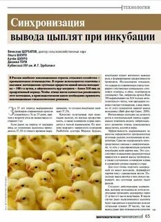 Сколько дней выводятся цыплята