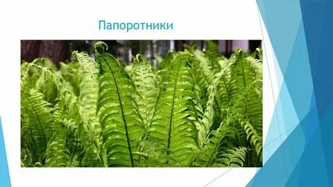 Листья папоротника хвоща и плауна