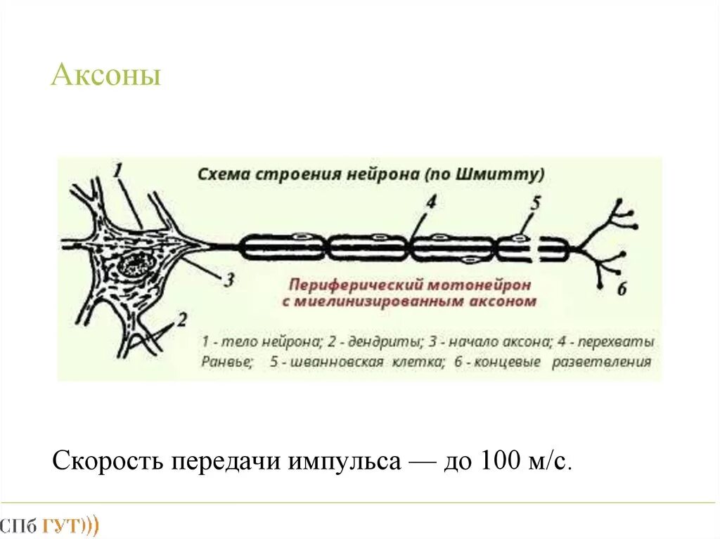 Нервный Импульс миелинизированные волокна рисунок 7. Строение нейрона. Строение аксона нейрона. Схема аксона.