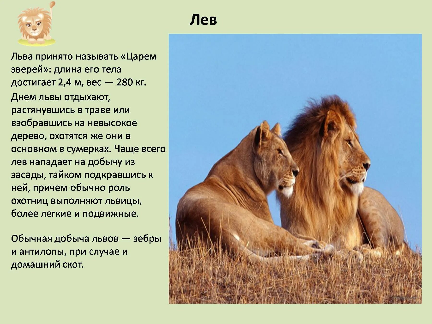 Про 1 зверей. Доклад о животных. Описание Льва. Рассказ про Льва. Презентация про животных.