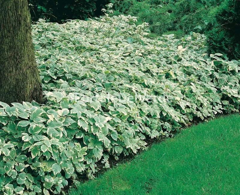 Сныть бордюрная. Сныть пестролистная. Сныть обыкновенная вариегата. Сныть обыкновенная вариегата. Сныть белоокаймленная.