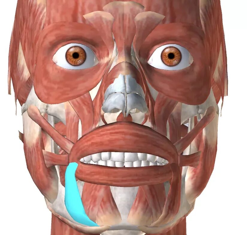 Поднимающая угол рта. Мышца, опускающая угол рта (musculus Depressor Anguli Oris). Musculus procerus. М. procerus, мышца гордецов. Круговая мышца рта m. orbicularis Oris.