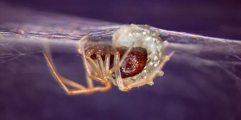Личинки пауков. Паучьи яйца. Личинка паукообразных. Maratus scutulatus. Личинка тарантула.