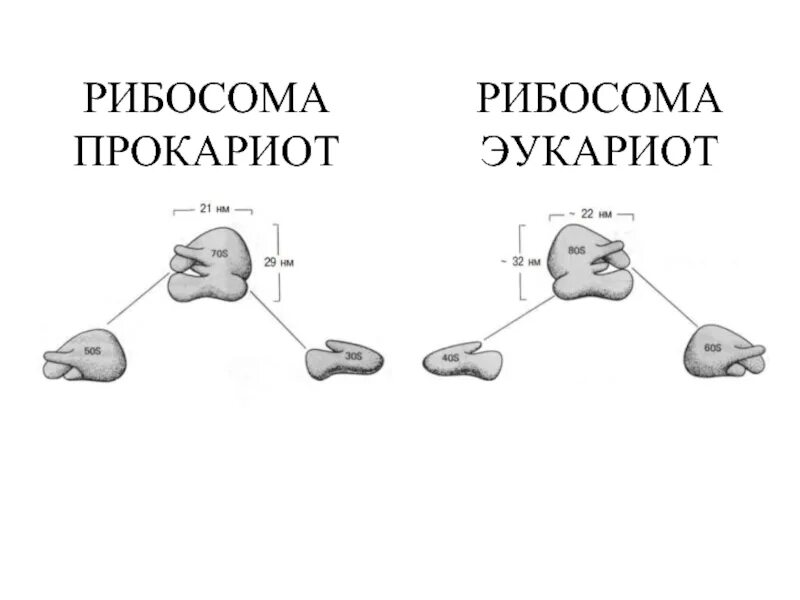 Функции рибосом в эукариотической клетке. Рибосомы у прокариот 70s. Рибосомы эукариот размер. Рибосомы эукариот. Рибосомы у прокариот 70s.