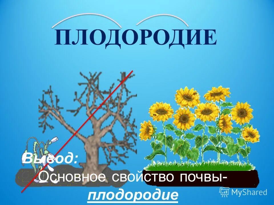 почвы под еловыми лесами. смысл слова плодородие. рисунок к слову плодородие. нарисовать плодородную почву. плодородие почвы рисунок.