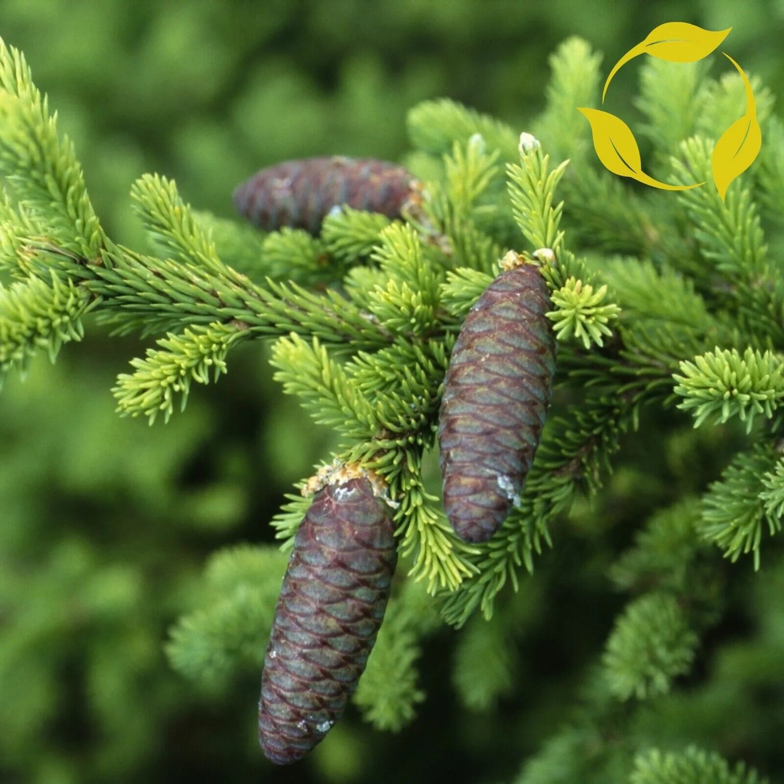 Ч хвойные. Ель Сибирская Picea obovata. Пихта Сибирская (Аbies sibirica). Пихта обыкновенная хвоя. Picea obovata шишки.