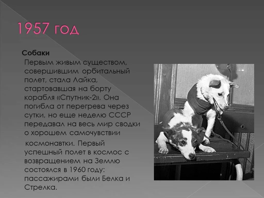 Собаки побывавшие в космосе. Собаки космонавты. Первые собаки в космосе. Первое животное побывавшее в космосе. В каком году собаки полетели в космос