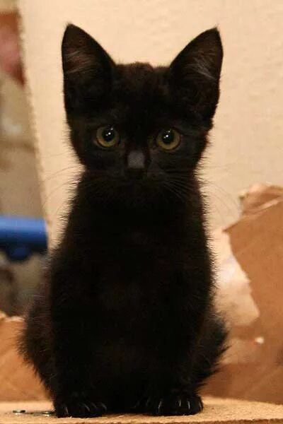 Черный котенок. Котята черного цвета. Черные котята беспородные. Маленький черный котенок. Белый галстук у черного кота 7 букв