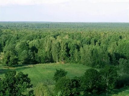 Самые большие лесные массивы