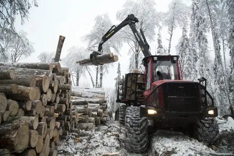 Регионы лесозаготовки