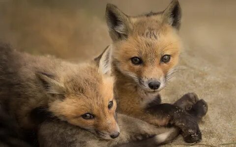 Brown fox