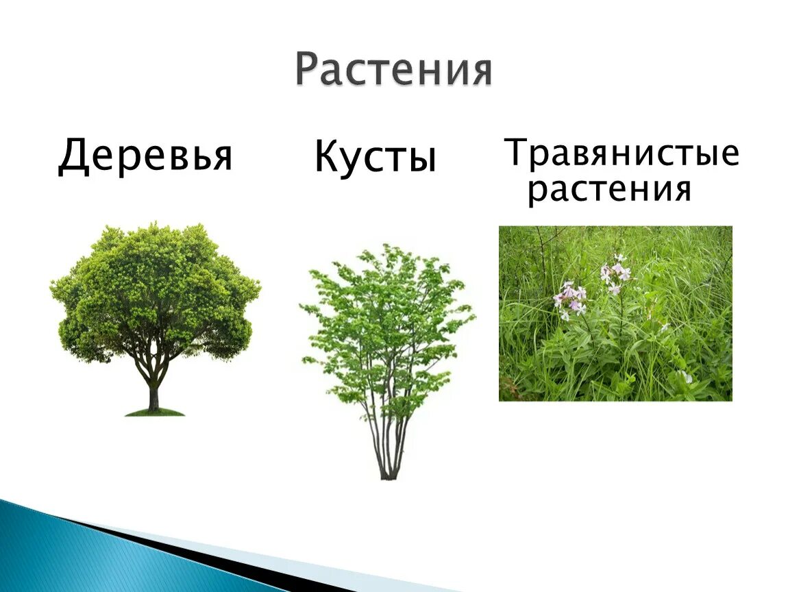 Каких цветов бывают растения. Деревья кустарники травы. Деревья, ку, тарники, травы. Дерево кустарник травянистое растение. Кустарники названия.