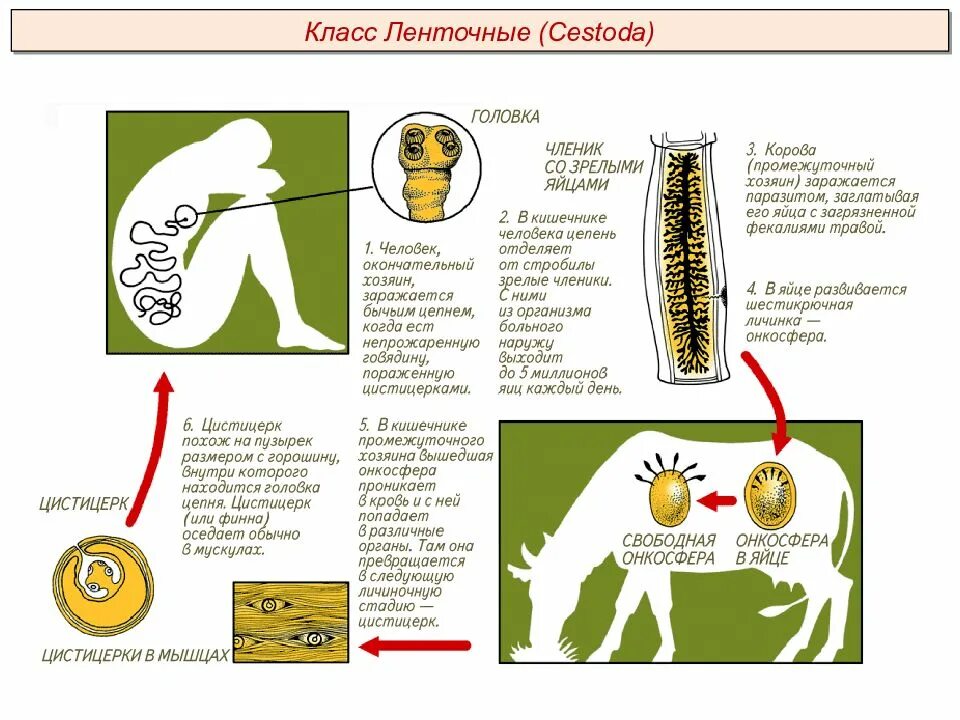 Цепень тип червей. Жизненный цикл ленточных червей общая схема. Жизненный цикл ленточных червей 7 класс биология. Схема цикла развития ленточного червя.
