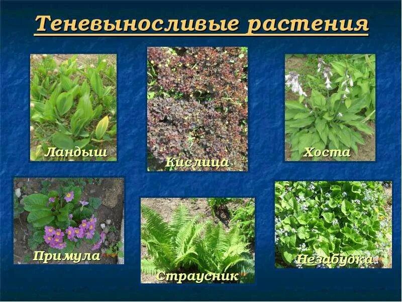 Тенелюбивые и теневыносливые растения. Светолюбивые тенелюбивые теневыносливые растения таблица. Тенелюбивые растения (сциофиты). Теневыносливые виды. Теневыносливые виды.