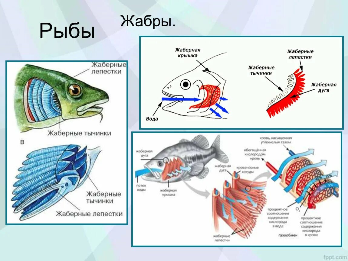 Какие жабры у рыб