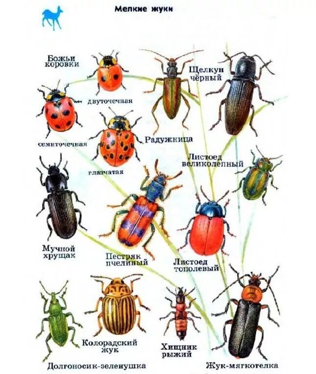 Атлас определитель название Жуков 1 класс. Атлас-определитель 2 класс окружающий мир жуки. Атлас определитель Жуков 1 класс окружающий мир. Жуки атлас определитель Жуков. Виды насекомые список