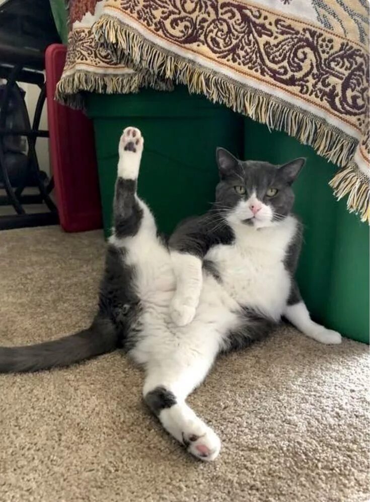 Кот с лапкой мем This Cat Keeps Putting Its Paws In The Air And Nobody Knows Why Cats, Cats and k