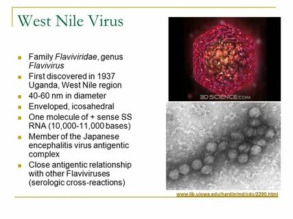 West nile virus