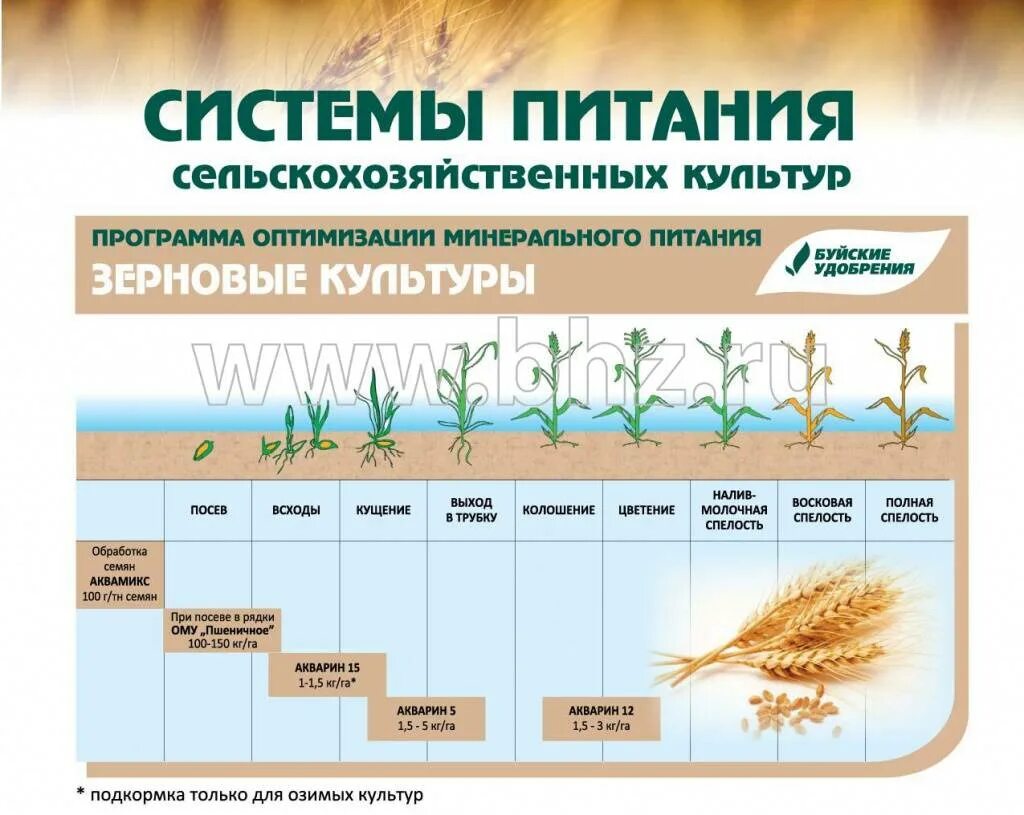 Кас стадии
