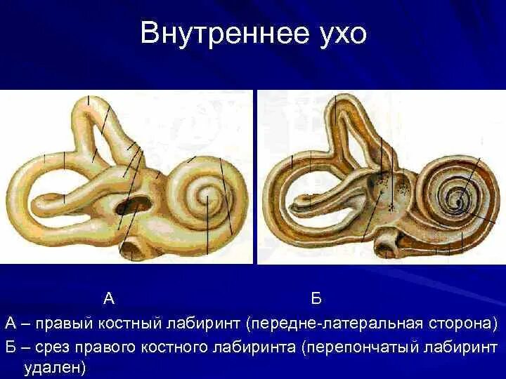 Внутреннее ухо костный Лабиринт. Костный и перепончатый Лабиринт улитки. Перепончатый Лабиринт внутреннего уха анатомия. Улитка уха перепончатый Лабиринт. Лабиринт улитки уха