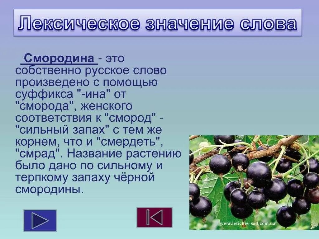 Значение роста в жизни смородины. Черная смородина это кустарник или кустарничек. Смородина значение. Смородина лексическое значение. Смородина происхождение слова этимология.