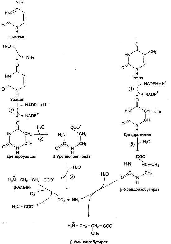 Вторичная структура днк. Структура полинуклеотидных цепей атф. Цитозин формула химическая. Химическое строение аденина. Аденин гуанин цитозин тимин структурные формулы.