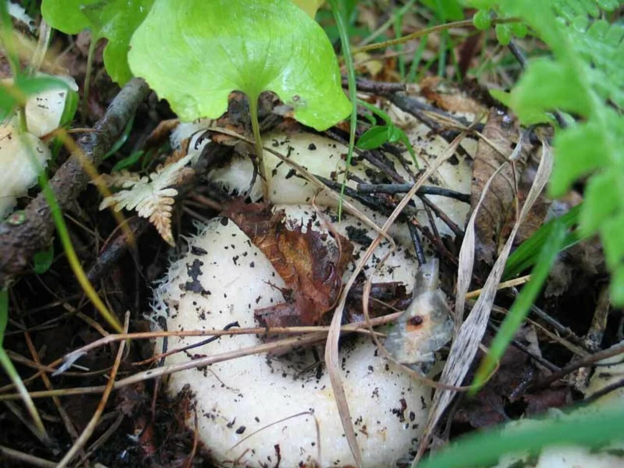 Russula delica (подгруздок белый). Груздь много. Ведро груздей. Грузди северные. Грузди самарские.