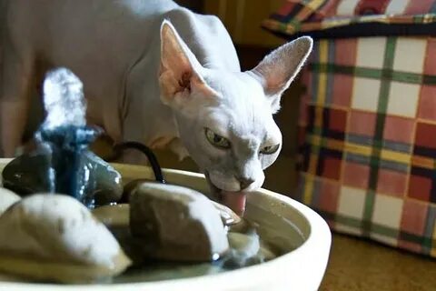 Творог котенку 2 месяца
