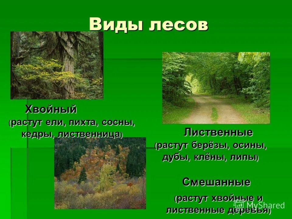 Средообразователи в лиственных лесах. Сосняк долгомошник. Лес для презентации. Сосняк черничник. Животные виды-средообразователи.