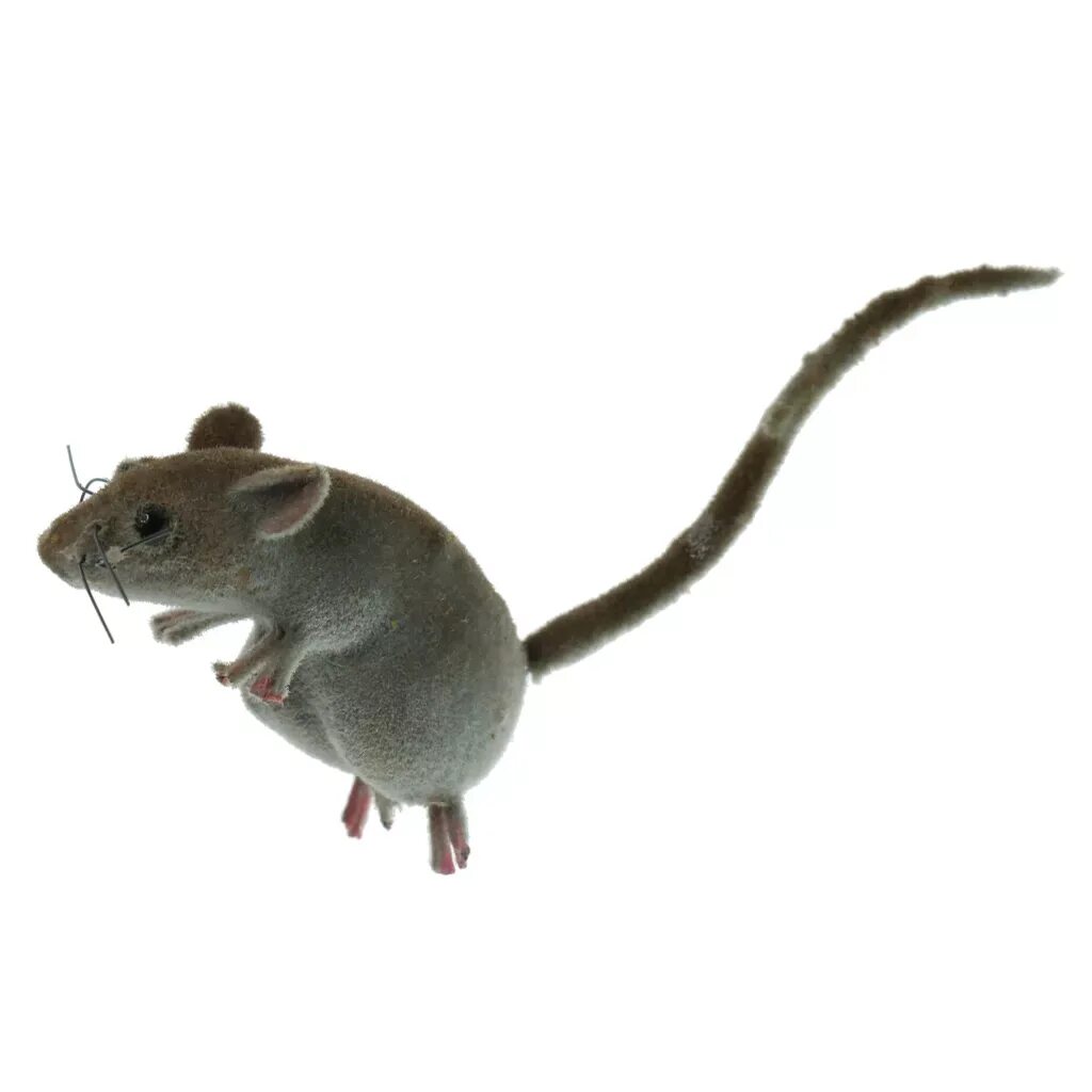 Модели мышей. Мышь. Мышка уличная. Мышь животное. Ручная мышь.
