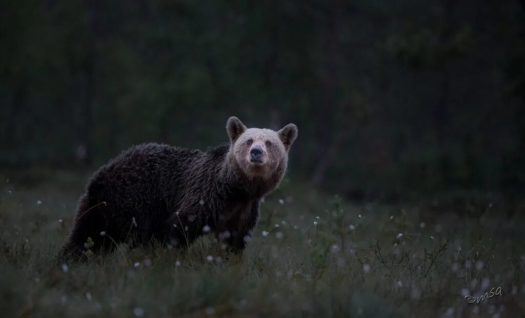 Bear silhouette, Silhouette images, Spirit bear