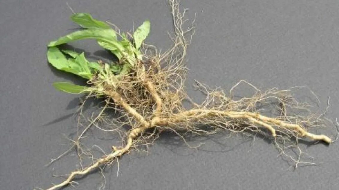 Копеечник альпийский. Inula helenium. Дикая морковь и цикута. Пырей трава сорняк. Травянистое растение корни.