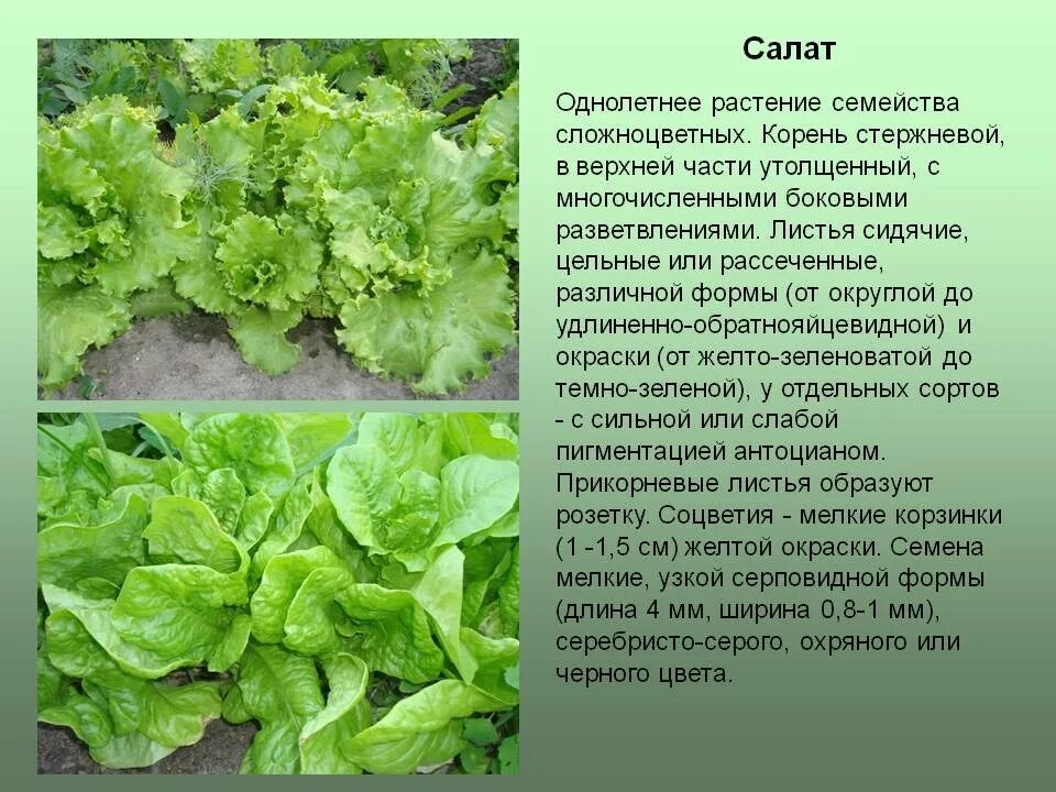 Салат полезные свойства для организма. Салат листовой. салатный лист полезные. салат растение. салат описание растения.