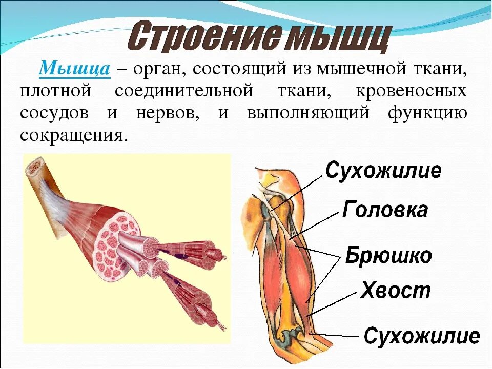 Класс мышцы. Работа мышц. Работа и функции мышц. Строение основных мышц 1. Мышцы работа мышц.